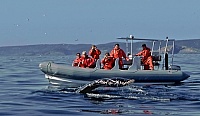 Photo of Humpback Diving near Zodiac